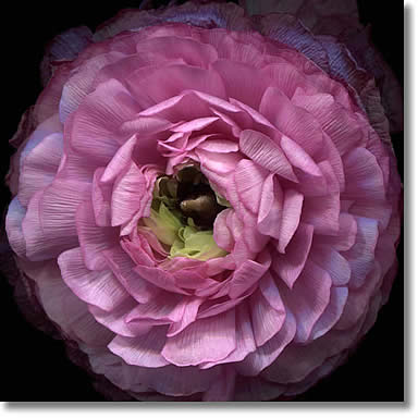LAURIE TENNENT PINK RANUNCULUS
