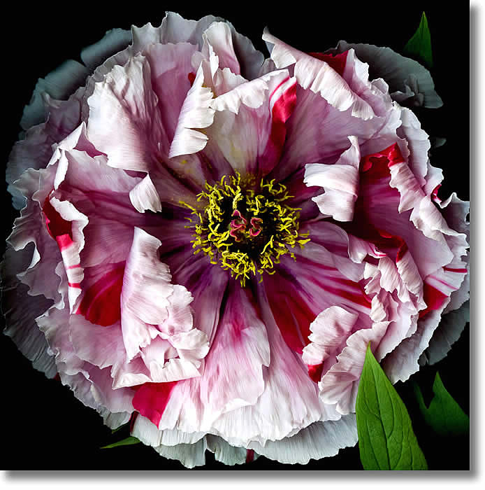 LAURIE TENNENT STRIPED PEONY