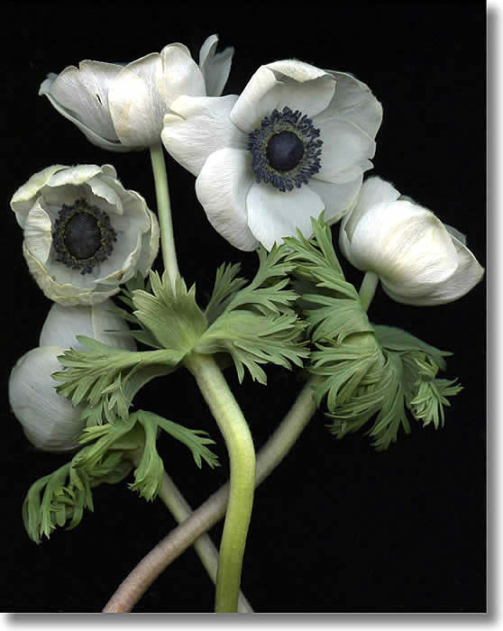 LAURIE TENNENT - ANEMONE