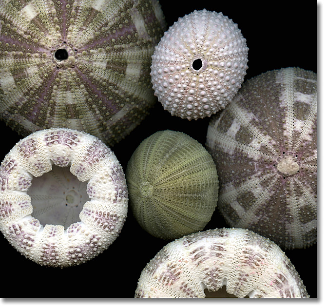 LAURIE TENNENT SEA URCHIN