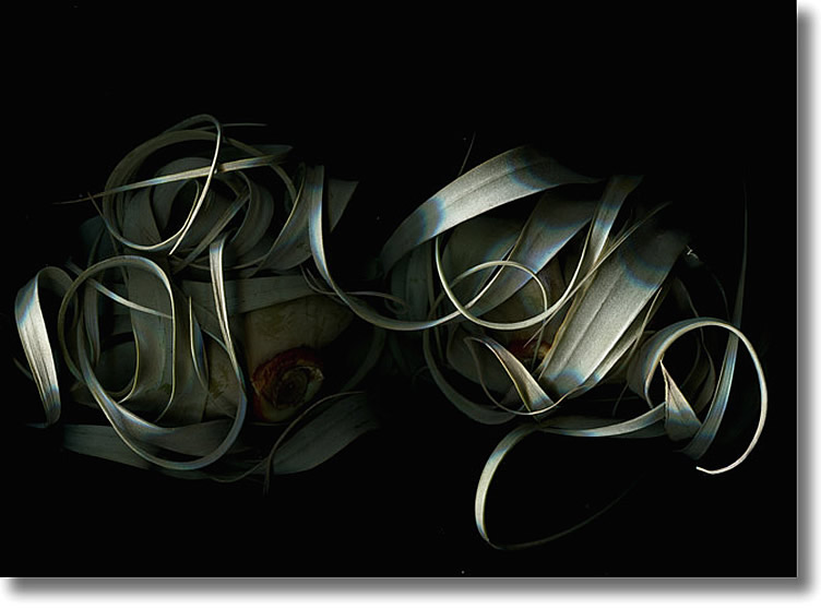 LAURIE TENNENT EPIPHYTE I