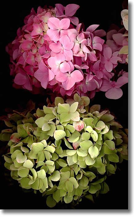 LAURIE TENNENT HYDRANGEAS